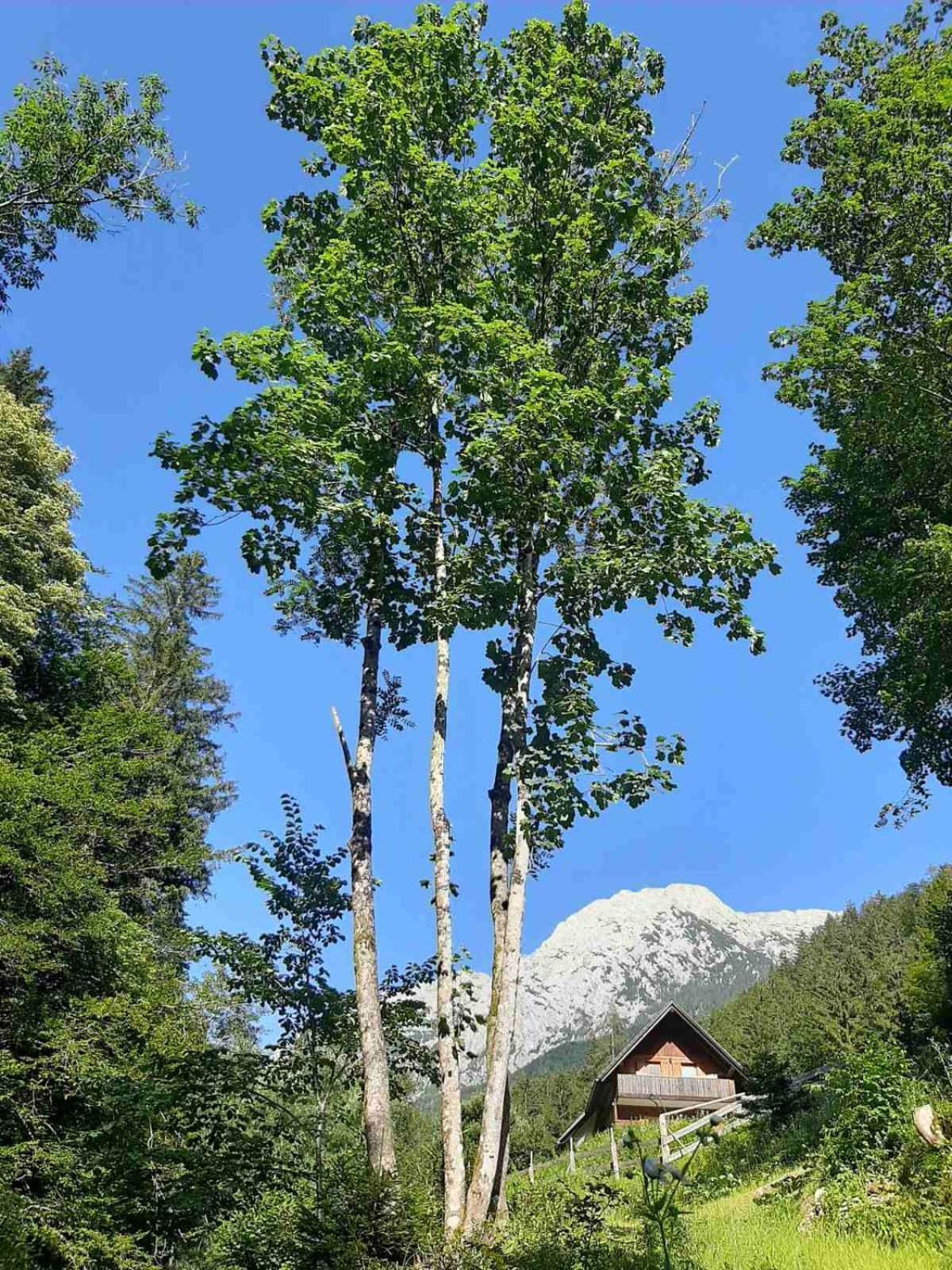 Camping & Glamping Grintovec Preddvor Extérieur photo